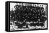 Greek Infantry Officers Photograph - Greece-Lantern Press-Framed Stretched Canvas