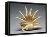 Greek Offering Vessel in the Shape of a Seashell,-null-Framed Stretched Canvas