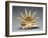 Greek Offering Vessel in the Shape of a Seashell,-null-Framed Photographic Print