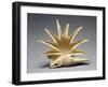 Greek Offering Vessel in the Shape of a Seashell,-null-Framed Photographic Print