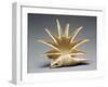 Greek Offering Vessel in the Shape of a Seashell,-null-Framed Photographic Print