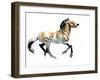 Greek (Przewalski), 2012-Mark Adlington-Framed Giclee Print