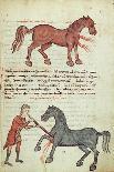 Ms Grec 2244 Fol.4 Operating on a Horse-Greek School-Giclee Print