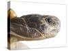 Greek Spur Thighed Tortoise Head Portrait, Spain-Niall Benvie-Stretched Canvas