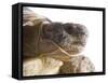 Greek Spur Thighed Tortoise Head Portrait, Spain-Niall Benvie-Framed Stretched Canvas