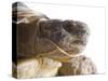 Greek Spur Thighed Tortoise Head Portrait, Spain-Niall Benvie-Stretched Canvas