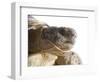 Greek Spur Thighed Tortoise Head Portrait, Spain-Niall Benvie-Framed Photographic Print