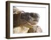 Greek Spur Thighed Tortoise Head Portrait, Spain-Niall Benvie-Framed Photographic Print