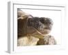 Greek Spur Thighed Tortoise Head Portrait, Spain-Niall Benvie-Framed Photographic Print