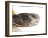 Greek Spur Thighed Tortoise Head Portrait, Spain-Niall Benvie-Framed Photographic Print