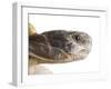 Greek Spur Thighed Tortoise Head Portrait, Spain-Niall Benvie-Framed Photographic Print