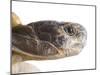 Greek Spur Thighed Tortoise Head Portrait, Spain-Niall Benvie-Mounted Photographic Print