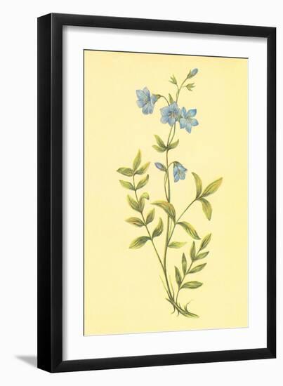 Greek Valerian-null-Framed Art Print