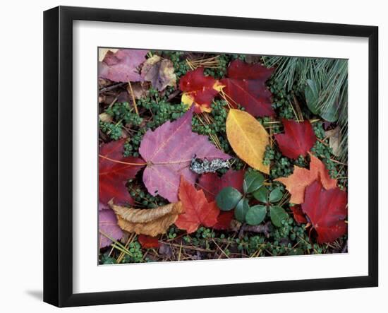 Greeley Ponds Trail, Northern Hardwood Forest, New Hampshire, USA-Jerry & Marcy Monkman-Framed Premium Photographic Print