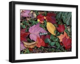 Greeley Ponds Trail, Northern Hardwood Forest, New Hampshire, USA-Jerry & Marcy Monkman-Framed Premium Photographic Print