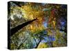 Greeley Ponds Trail, Northern Hardwood Forest, New Hampshire, USA-Jerry & Marcy Monkman-Stretched Canvas