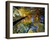 Greeley Ponds Trail, Northern Hardwood Forest, New Hampshire, USA-Jerry & Marcy Monkman-Framed Photographic Print