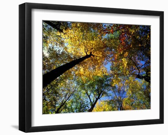 Greeley Ponds Trail, Northern Hardwood Forest, New Hampshire, USA-Jerry & Marcy Monkman-Framed Photographic Print