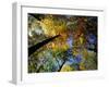 Greeley Ponds Trail, Northern Hardwood Forest, New Hampshire, USA-Jerry & Marcy Monkman-Framed Photographic Print