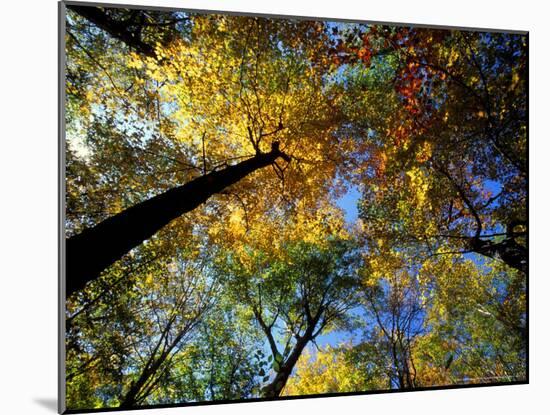 Greeley Ponds Trail, Northern Hardwood Forest, New Hampshire, USA-Jerry & Marcy Monkman-Mounted Photographic Print