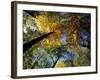 Greeley Ponds Trail, Northern Hardwood Forest, New Hampshire, USA-Jerry & Marcy Monkman-Framed Photographic Print