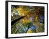 Greeley Ponds Trail, Northern Hardwood Forest, New Hampshire, USA-Jerry & Marcy Monkman-Framed Photographic Print