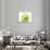 Green Abstract Brush Splash Flower-Irena Orlov-Art Print displayed on a wall
