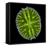 Green Alga, Light Micrograph-Gerd Guenther-Framed Stretched Canvas