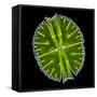 Green Alga, Light Micrograph-Gerd Guenther-Framed Stretched Canvas