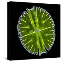 Green Alga, Light Micrograph-Gerd Guenther-Stretched Canvas
