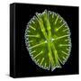Green Alga, Light Micrograph-Gerd Guenther-Framed Stretched Canvas