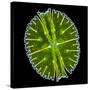 Green Alga, Light Micrograph-Gerd Guenther-Stretched Canvas