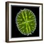 Green Alga, Light Micrograph-Gerd Guenther-Framed Premium Photographic Print