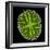 Green Alga, Light Micrograph-Gerd Guenther-Framed Premium Photographic Print