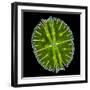 Green Alga, Light Micrograph-Gerd Guenther-Framed Premium Photographic Print