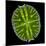 Green Alga, Light Micrograph-Gerd Guenther-Mounted Premium Photographic Print