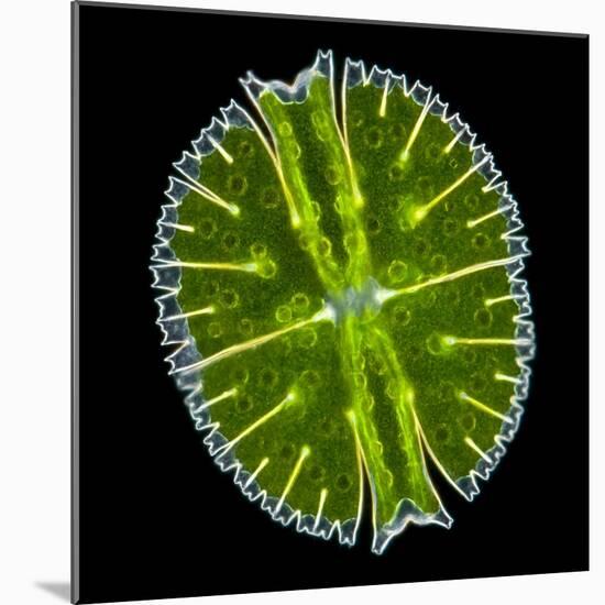 Green Alga, Light Micrograph-Gerd Guenther-Mounted Premium Photographic Print