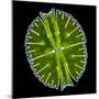 Green Alga, Light Micrograph-Gerd Guenther-Mounted Premium Photographic Print
