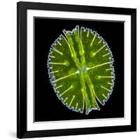 Green Alga, Light Micrograph-Gerd Guenther-Framed Photographic Print