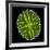 Green Alga, Light Micrograph-Gerd Guenther-Framed Photographic Print