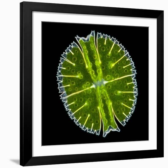 Green Alga, Light Micrograph-Gerd Guenther-Framed Photographic Print