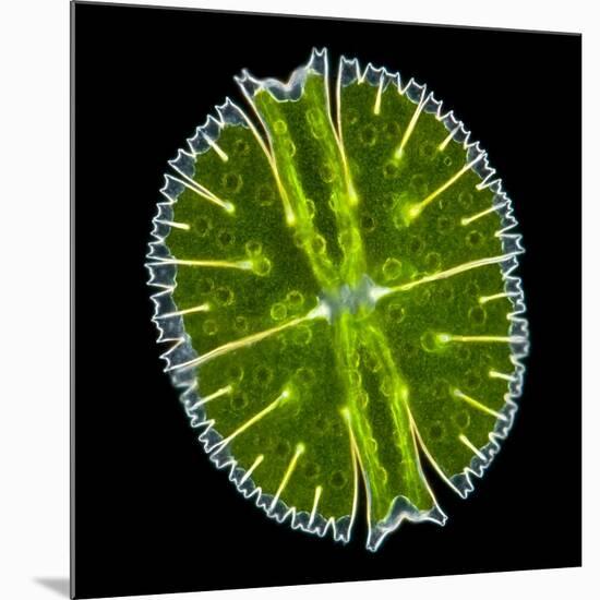 Green Alga, Light Micrograph-Gerd Guenther-Mounted Photographic Print