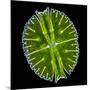 Green Alga, Light Micrograph-Gerd Guenther-Mounted Photographic Print