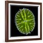 Green Alga, Light Micrograph-Gerd Guenther-Framed Photographic Print