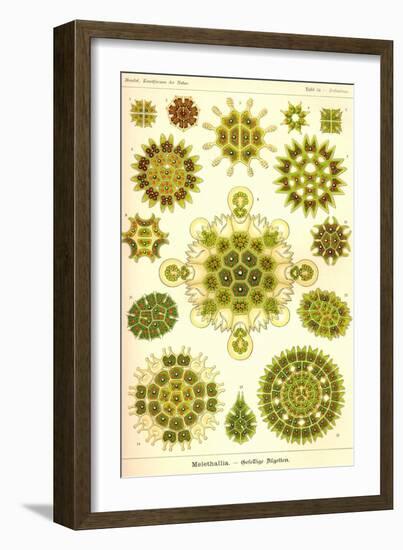 Green Algae-Ernst Haeckel-Framed Art Print