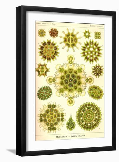Green Algae-Ernst Haeckel-Framed Art Print