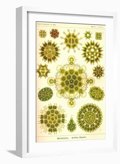 Green Algae-Ernst Haeckel-Framed Art Print