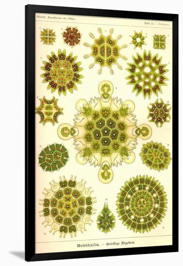 Green Algae-Ernst Haeckel-Framed Art Print