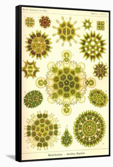 Green Algae-Ernst Haeckel-Framed Stretched Canvas