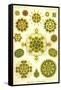 Green Algae-Ernst Haeckel-Framed Stretched Canvas